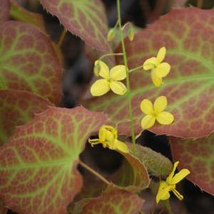 Epimedium x perralchium 'Frohnleiten'