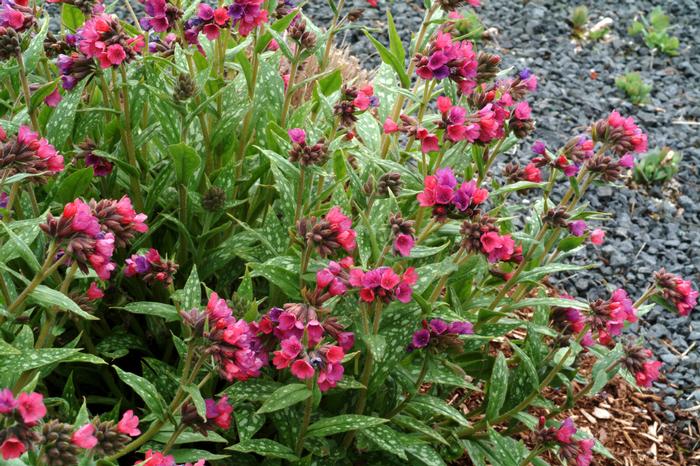 Pulmonaria x 'Raspberry Splash' (Lungwort)