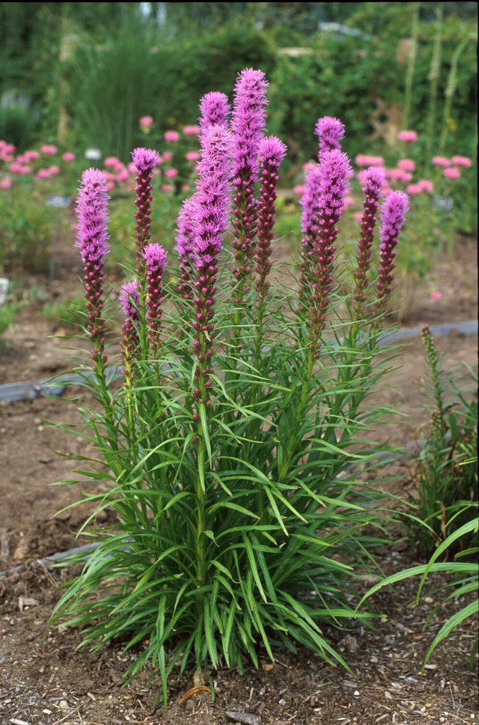 Purple Gay Feather (Liatris spicata 'Kobold')