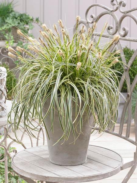 Variegated Sedge (Carex x oshimensis 'Feather Falls')