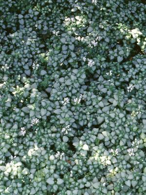 Lamium maculatum 'White Nancy' (Dead Nettle)