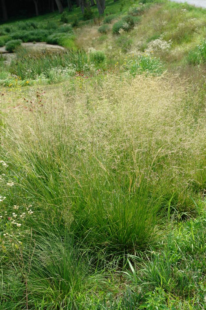 Tufted Hair Grass (Deschampsia cespitosa)