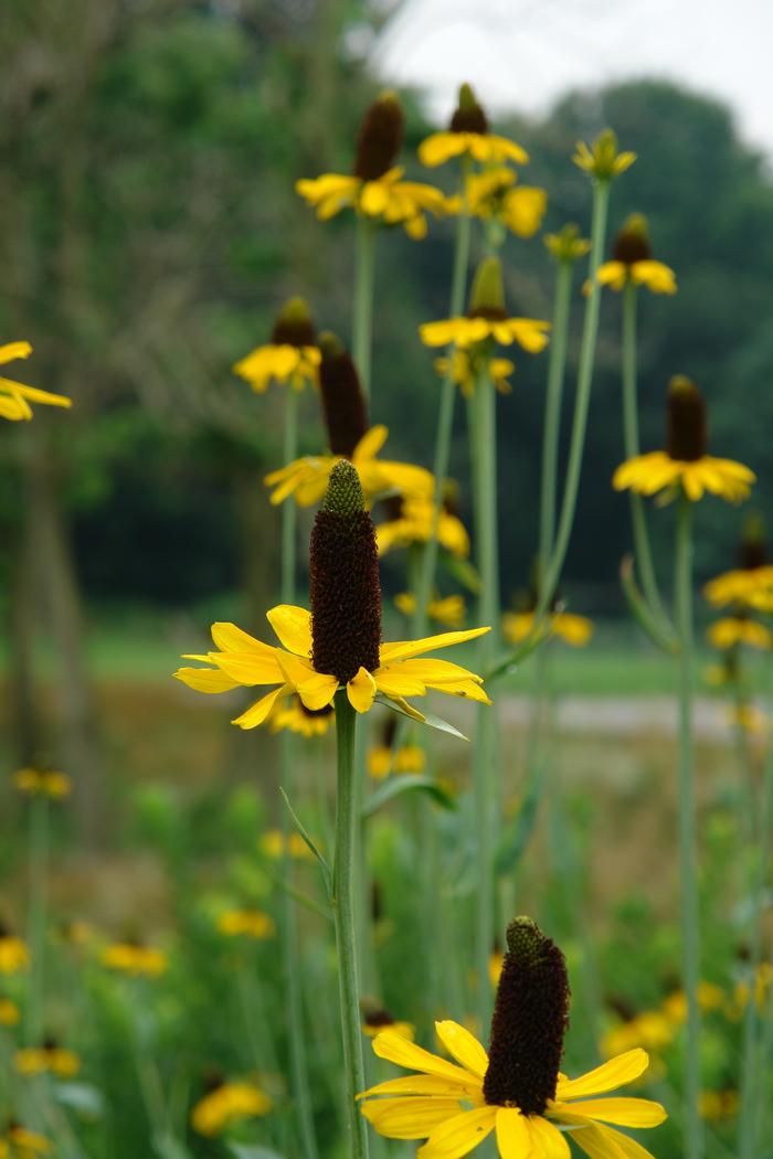 Rudbeckia maxima (Coneflower)