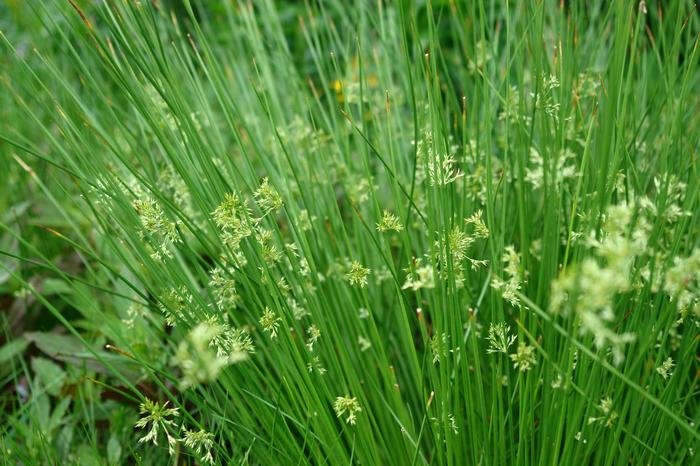 Common Rush (Juncus effusus)