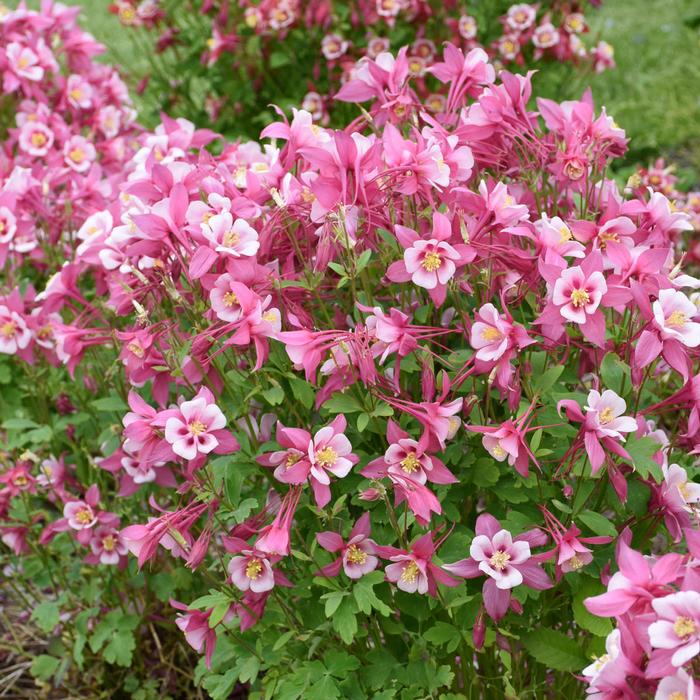 Aquilegia Kirigami™Rose & Pink (Columbine) perennial, pink flower