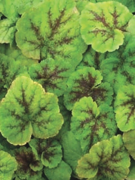 Tiarella cordifolia 'Running Tapestry' (Foam Flower)