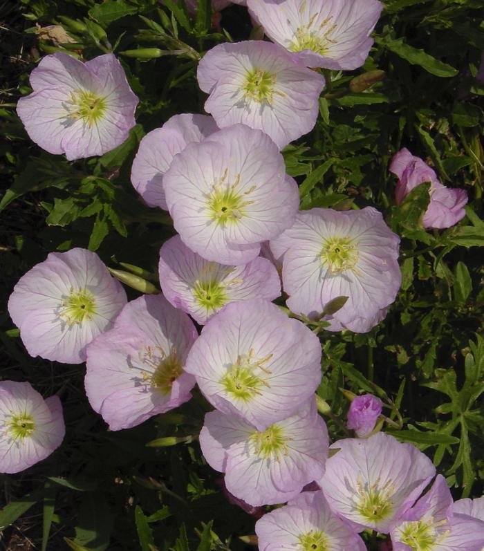 Evening Primrose (Oenothera speciosa 'Siskiyou')