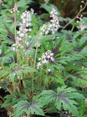 Tiarella 'Timbuktu' (Foam Flower)