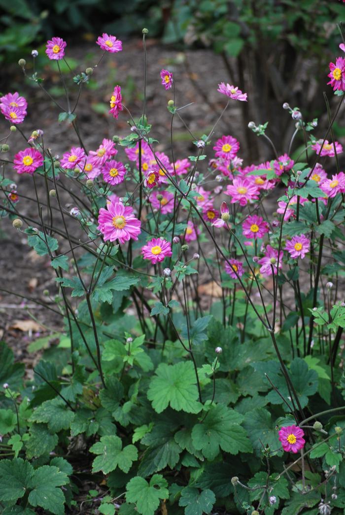 Anemone x hybrida 'Pamina' (Windflower) perennial