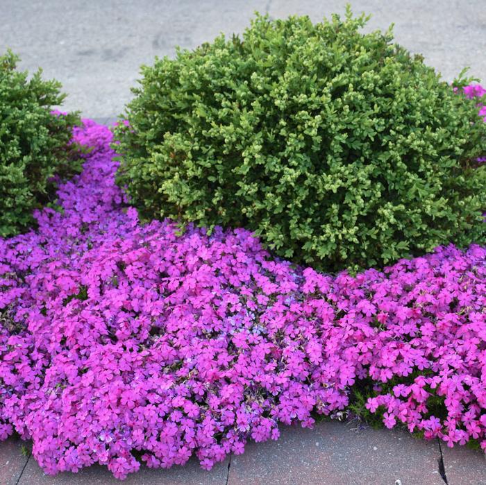 Phlox subulata 'Drummond's Pink' (Moss Pinks)