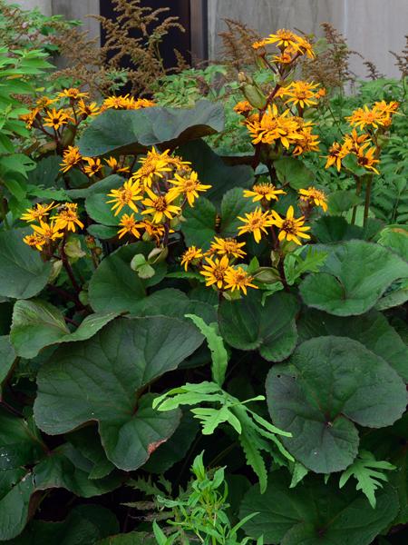 Ligularia dentata 'Desdemona' (Ligularia)