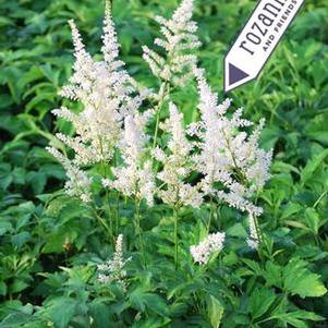 Astilbe arendsii 'Snowdrift' (False Spirea) perennial, white flowers