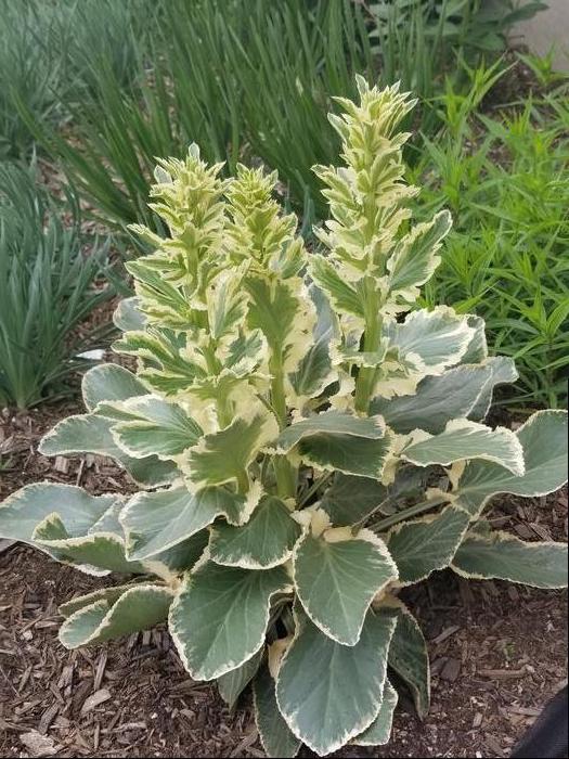 Variegated Sea Holly (Eryngium planum 'Jade Frost')