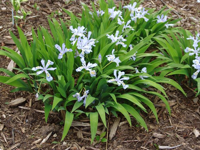 Iris cristata 'Powder Blue Giant' (Dwarf Crested Iris)