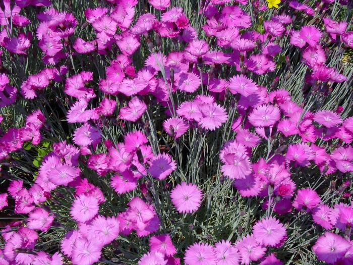 Dianthus gratianopolitanus 'Firewitch' (Garden Pinks), pink flowers