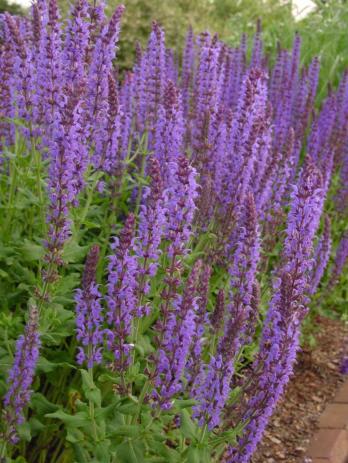 Salvia nemorosa 'East Friesland' (Sage)