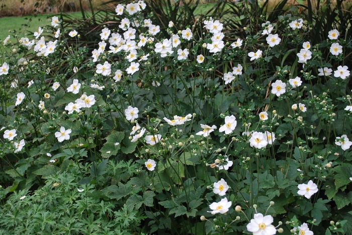 Anemone x hybrida 'Honorine Jobert' (Windflower) perennial