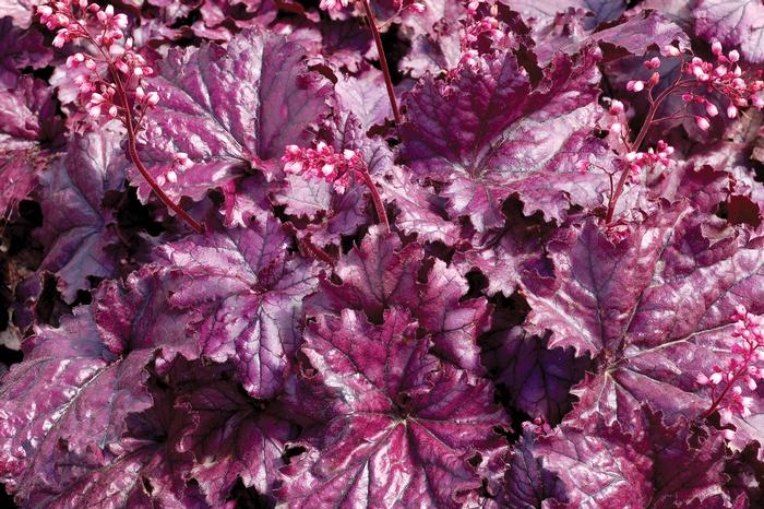 Heuchera x Forever® Purple (Coral Bells)