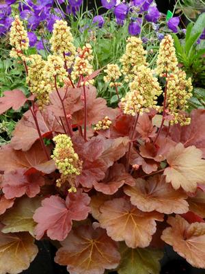 Heuchera x 'Blondie' (Coral Bells)