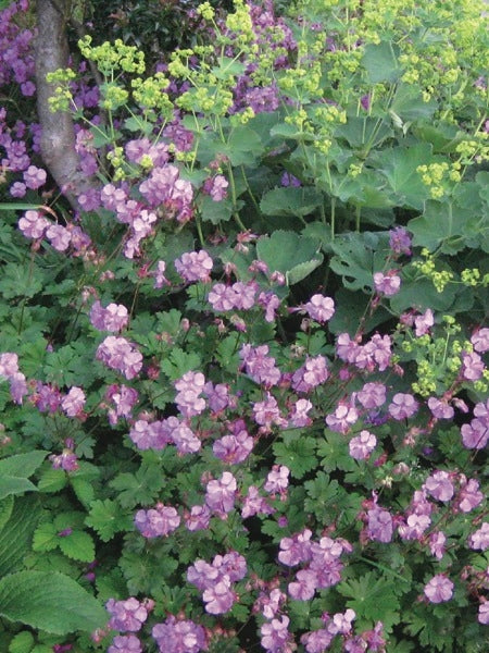 Geranium cantabrigiense 'Karmina' (Cranesbill)