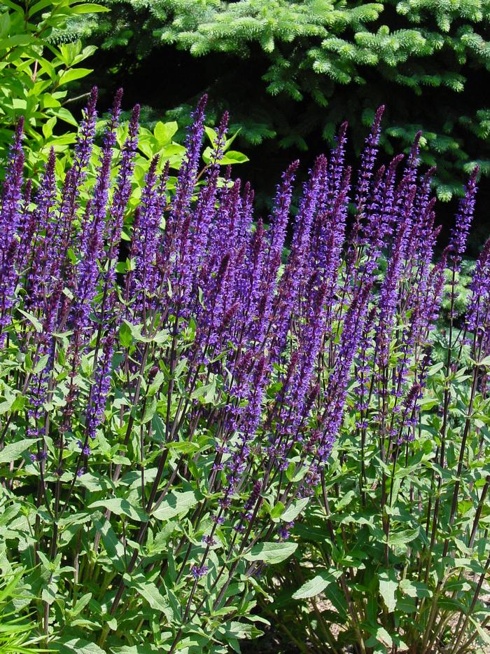 Salvia nemorosa 'Caramia' (Meadow Sage)