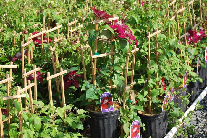 Clematis hybrid 'Rebecca'™ (Hybrid Clematis), red flowers