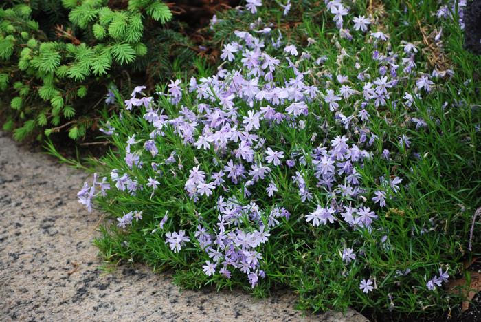 Phlox subulata 'Emerald Blue' (Moss Pinks)