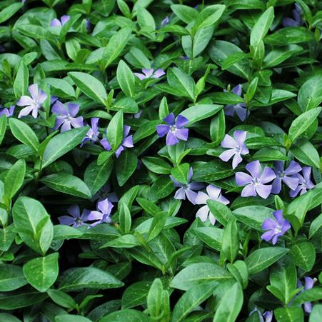 Periwinkle (Vinca minor 'Bowles' Variety')