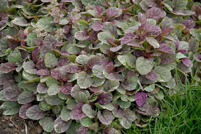 Ajuga reptans 'Burgundy Glow' (Bugle Weed) perennial