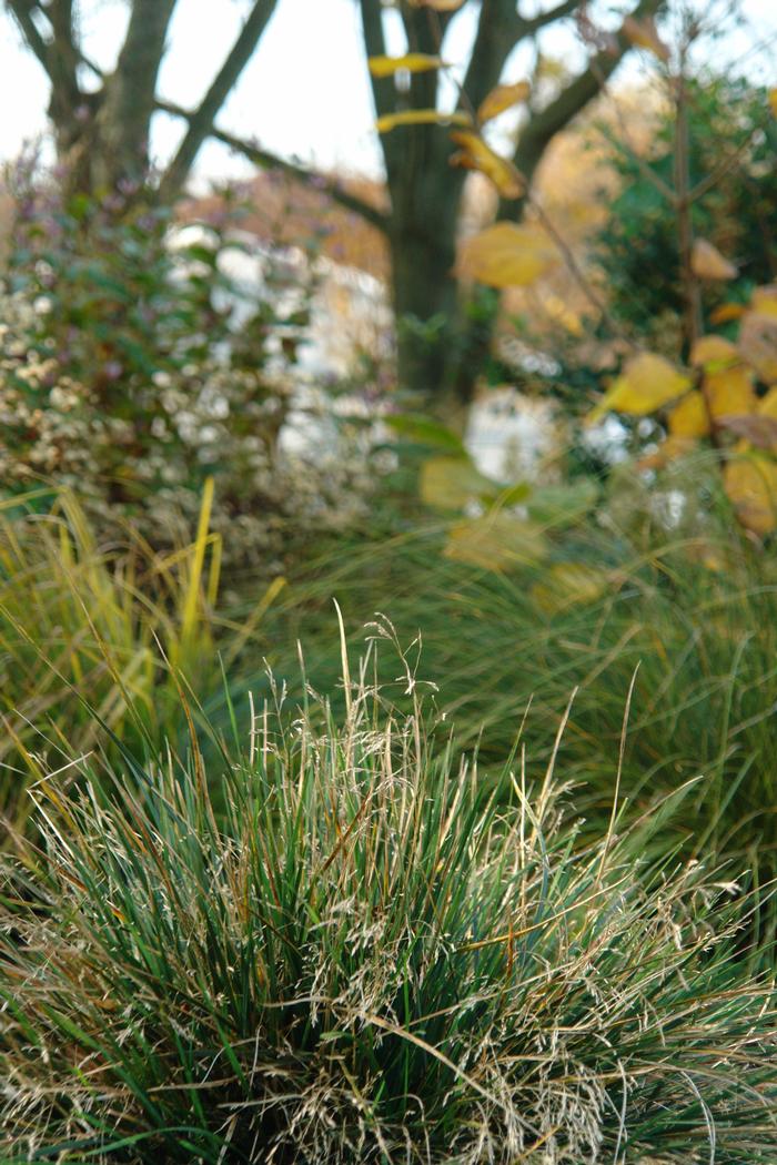 Golden Dew Tufted Hairgrass (Deschampsia cespitosa 'Goldtau')