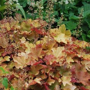 Heuchera x villosa 'Caramel' (Coral Bells)