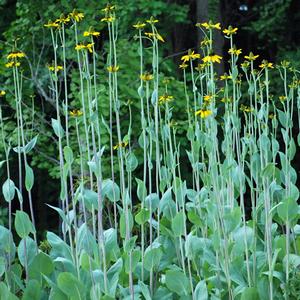 Rudbeckia maxima (Coneflower)