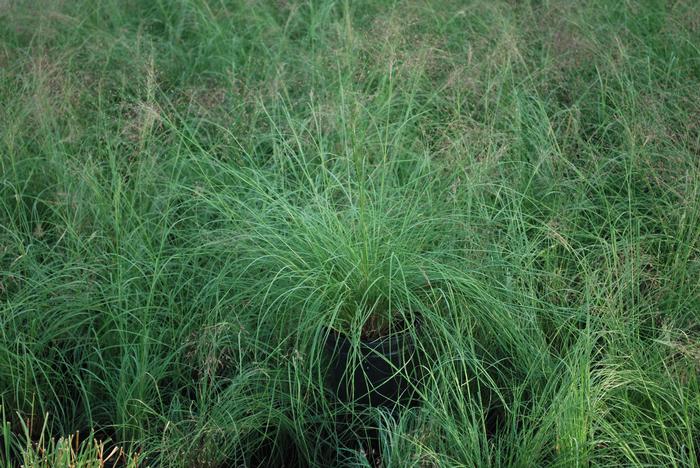 Ruby Muhly Grass (Muhlenbergia reverchonii Undaunted®)