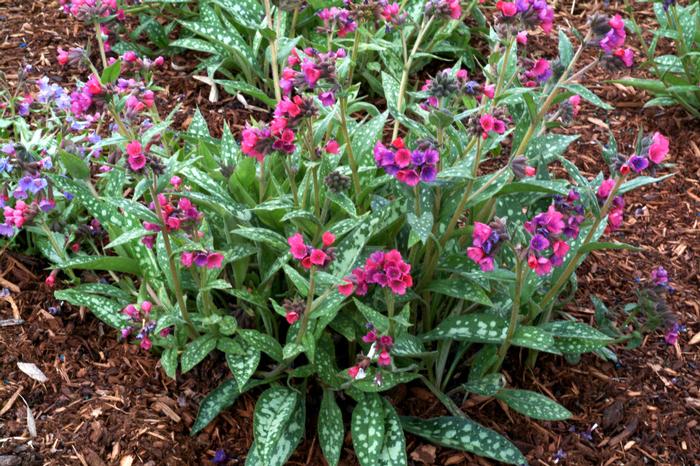 Pulmonaria x 'Raspberry Splash' (Lungwort)