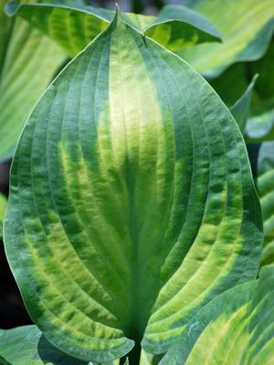 Hosta x 'Paul's Glory' (Plantain Lily)