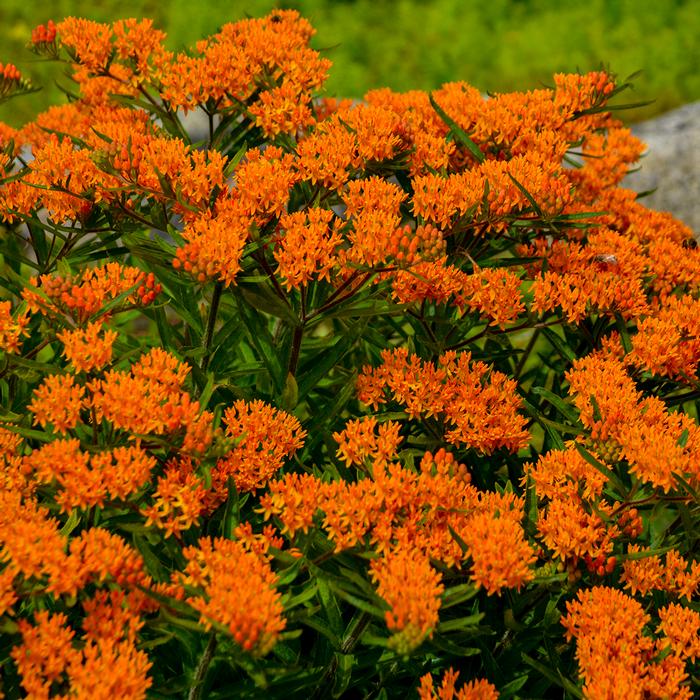 Butterfly Weed (Asclepias tuberosa), orange flowers