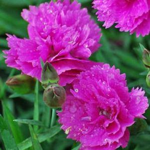 Dianthus Everlast™Orchid (Garden Pinks), pink flowers