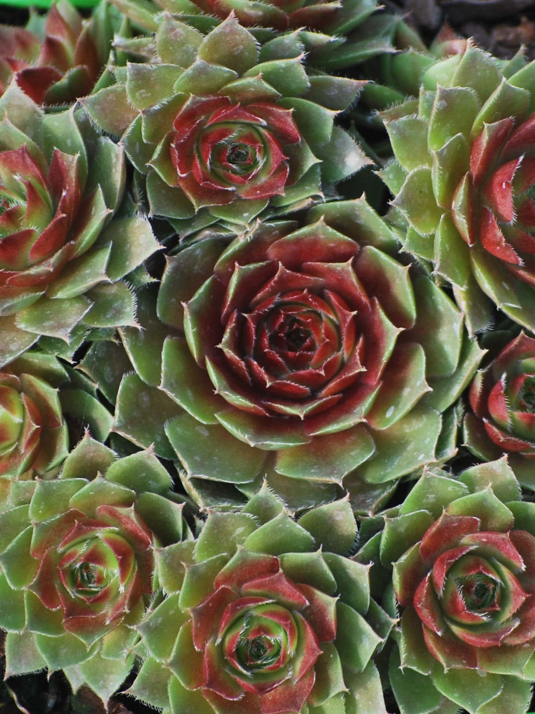 Sempervivum 'Red Rubin' (Hens-and-chicks)