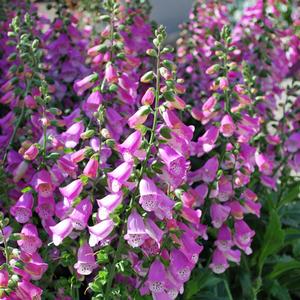 Digitalis x Pink Panther® (Foxglove)