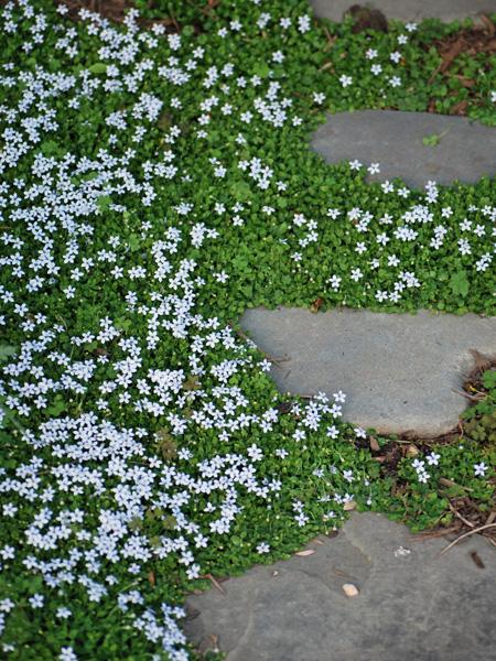 Blue Star Creeper (Isotoma fluviatilis)