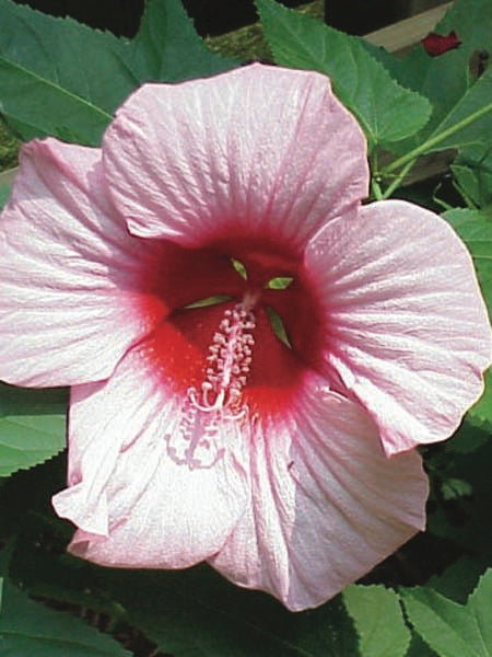 Hibiscus moscheutos 'Lady Baltimore' (Hardy Hibiscus)