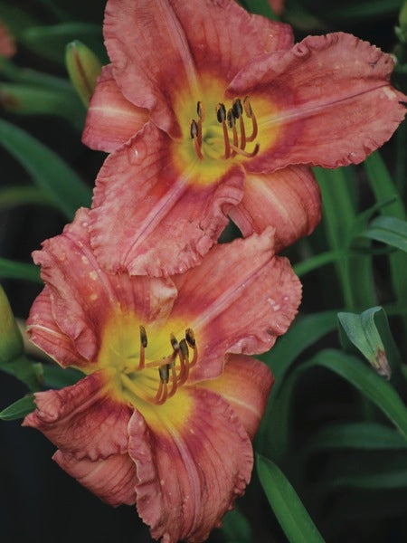 Hemerocallis 'Rosy Returns' (Daylily)