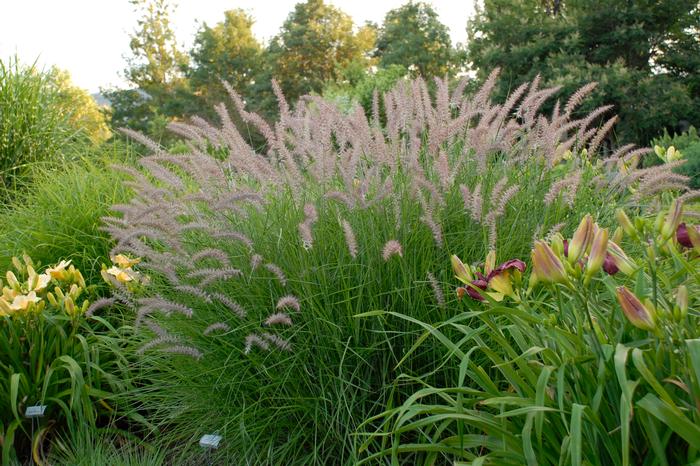 Oriental Pink Fountain Grass (Pennisetum orientale 'Karley Rose')