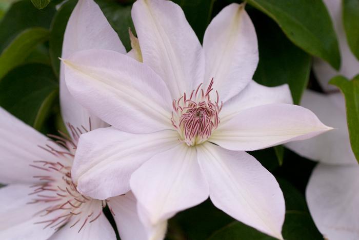 Clematis hybrid 'Henryii' (Hybrid Clematis)