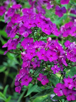 Phlox paniculata 'Nicky' (Summer Phlox)