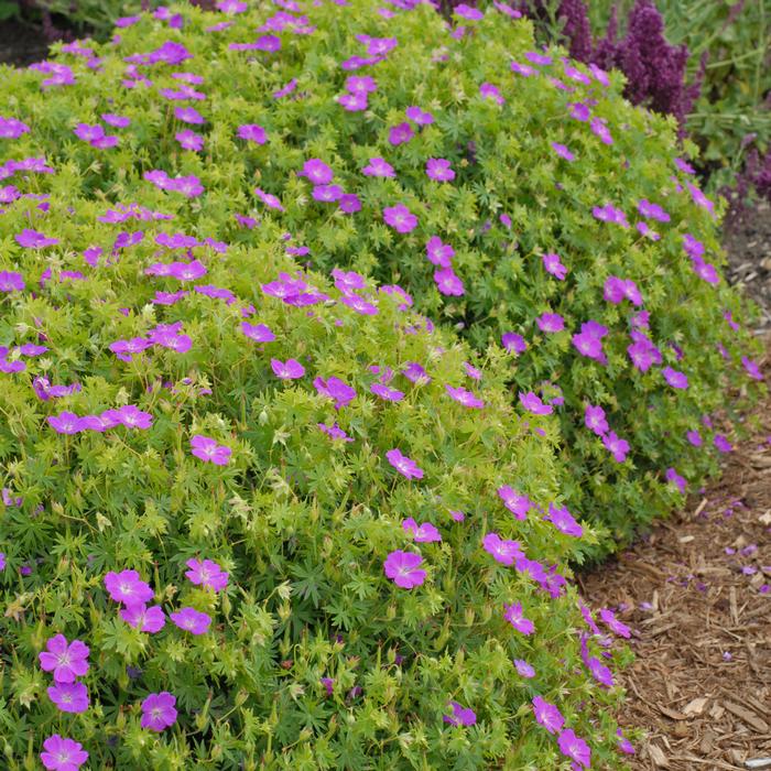 Geranium s. 'New Hampshire Purple' (Bloody Cranesbill)