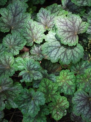 Heuchera americana 'Dale's Strain' (Coral Bells)