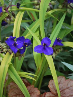 Tradescantia andersoniana 'Sweet Kate' (Spiderwort)