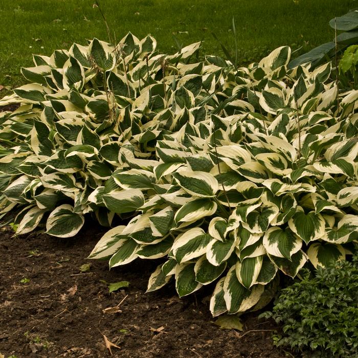 Hosta x 'Patriot' (Plantain Lily)