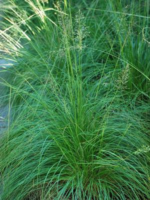 Prairie Dropseed (Sporobolus heterolepsis)